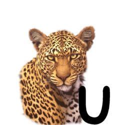 leopard-665567-21.jpg