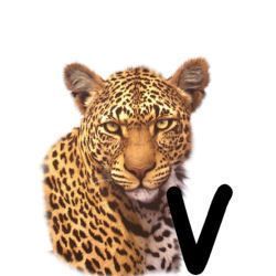 leopard-665567-22.jpg