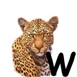 leopard-665567-23.jpg