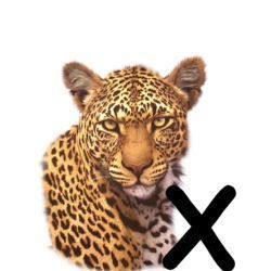 leopard-665567-24.jpg