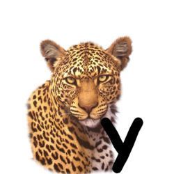 leopard-665567-25.jpg