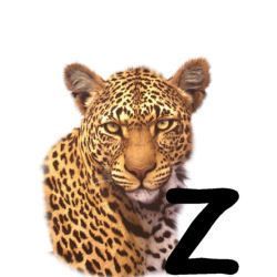 leopard-665567-26.jpg