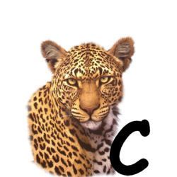 leopard-665567-3.jpg