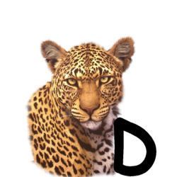 leopard-665567-4.jpg