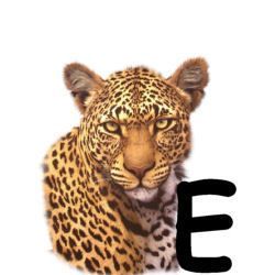 leopard-665567-5.jpg