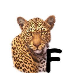 leopard-665567-6.jpg