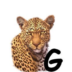 leopard-665567-7.jpg