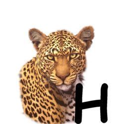 leopard-665567-8.jpg