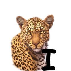 leopard-665567-9.jpg