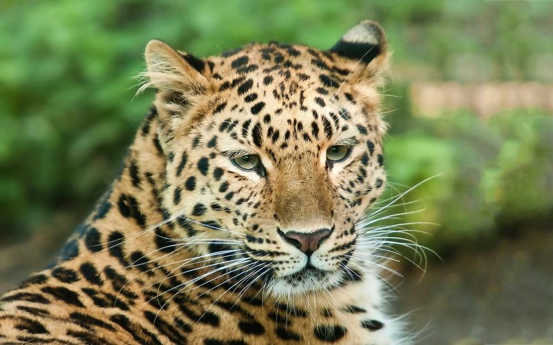 leopard-closeup.jpg