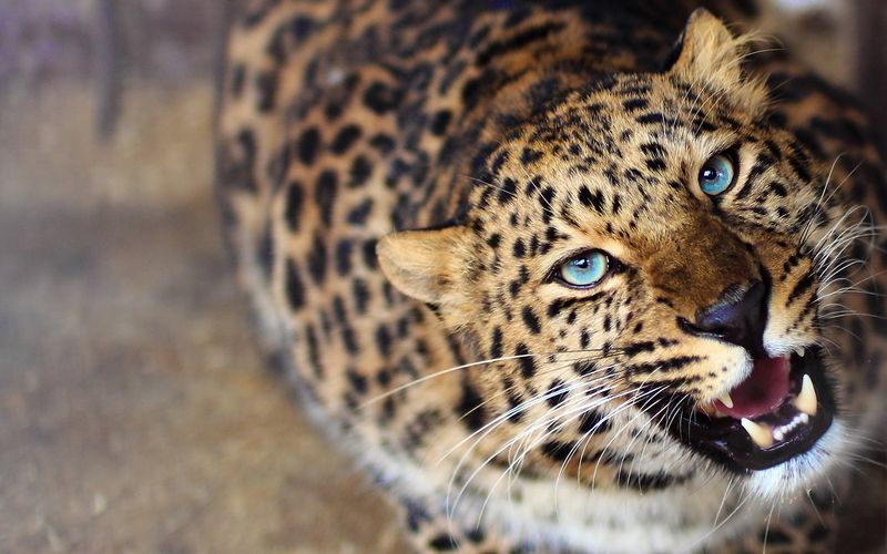 leopard-eyes.jpg