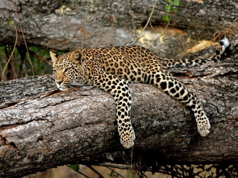 leopard-hanging-out.jpg