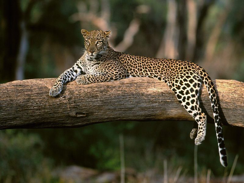 leopard-on20tree.jpg