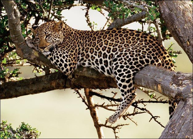 leopard-picture.jpg