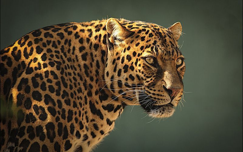 leopard-predator.jpg