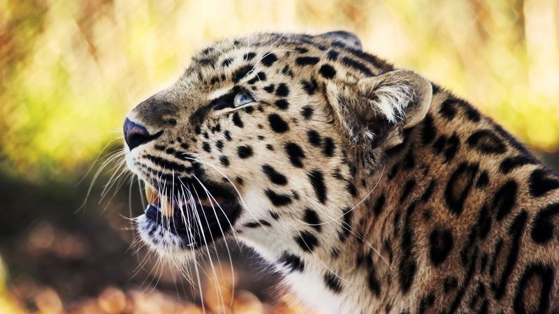 leopard_1080p-HD.jpg