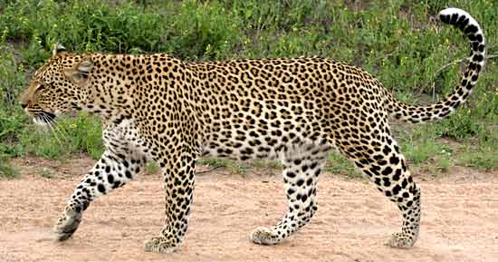 leopard_ep-2483.jpg