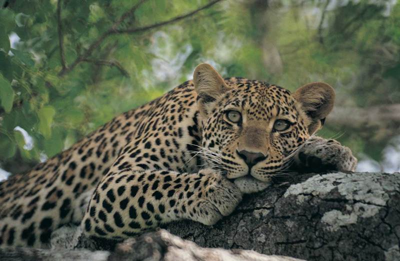 leoparden-leopard-afrika-2g.jpg