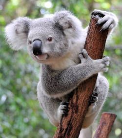 les-koalas-sont-en-danger_29559_w250.jpg