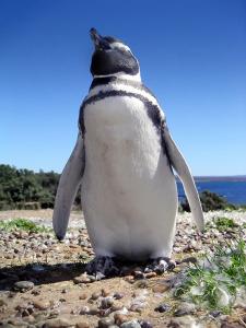 les-pingouins-22455.jpg
