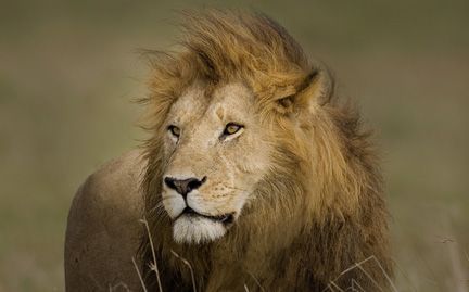 lion-148778885555.jpg