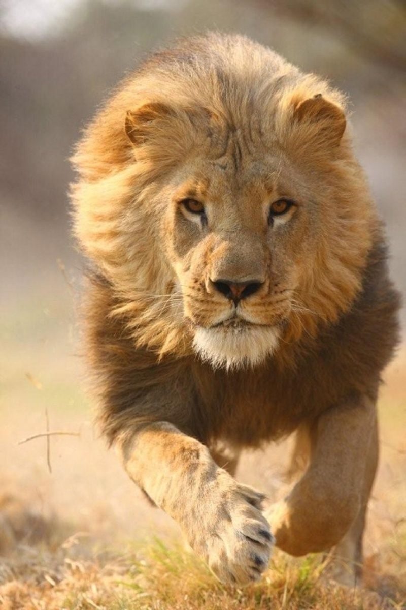 lion-31565767878787.jpg