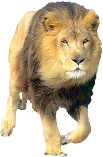 lion-33.gif