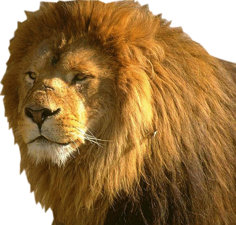 lion-6.gif