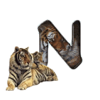 lion-677822-14.gif