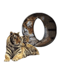 lion-677822-15.gif