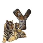 lion-677822-25.gif