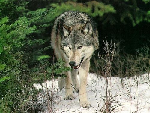 loup-2989882.jpg