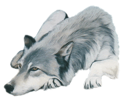 loup-37.gif