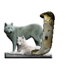 loup-543222-10.gif