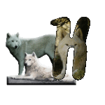 loup-543222-11.gif