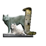 loup-543222-12.gif