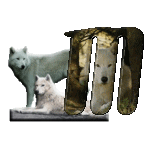 loup-543222-13.gif