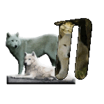loup-543222-14.gif