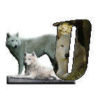 loup-543222-15.gif