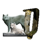 loup-543222-17.gif