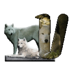 loup-543222-22.gif