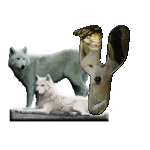 loup-543222-25.gif