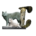 loup-543222-3.gif