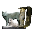 loup-543222-4.gif