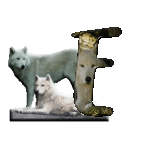 loup-543222-5.gif