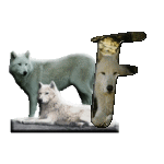 loup-543222-6.gif