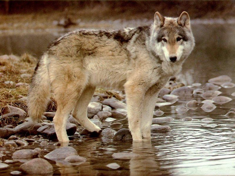 loup-57665.jpg