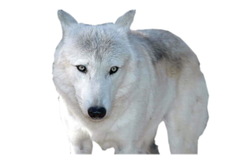 loup-60965.png