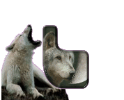 loup-998898-12.gif