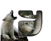 loup-998898-25.gif